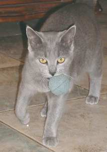 Le chat chien